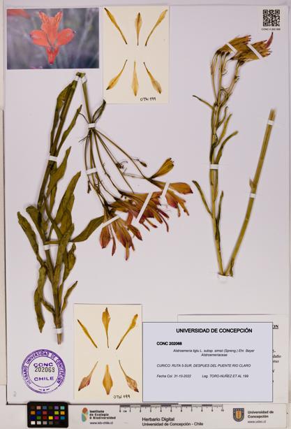 Alstroemeria ligtu subsp. simsii [Espécimen: UDEC:CONC:0202068]