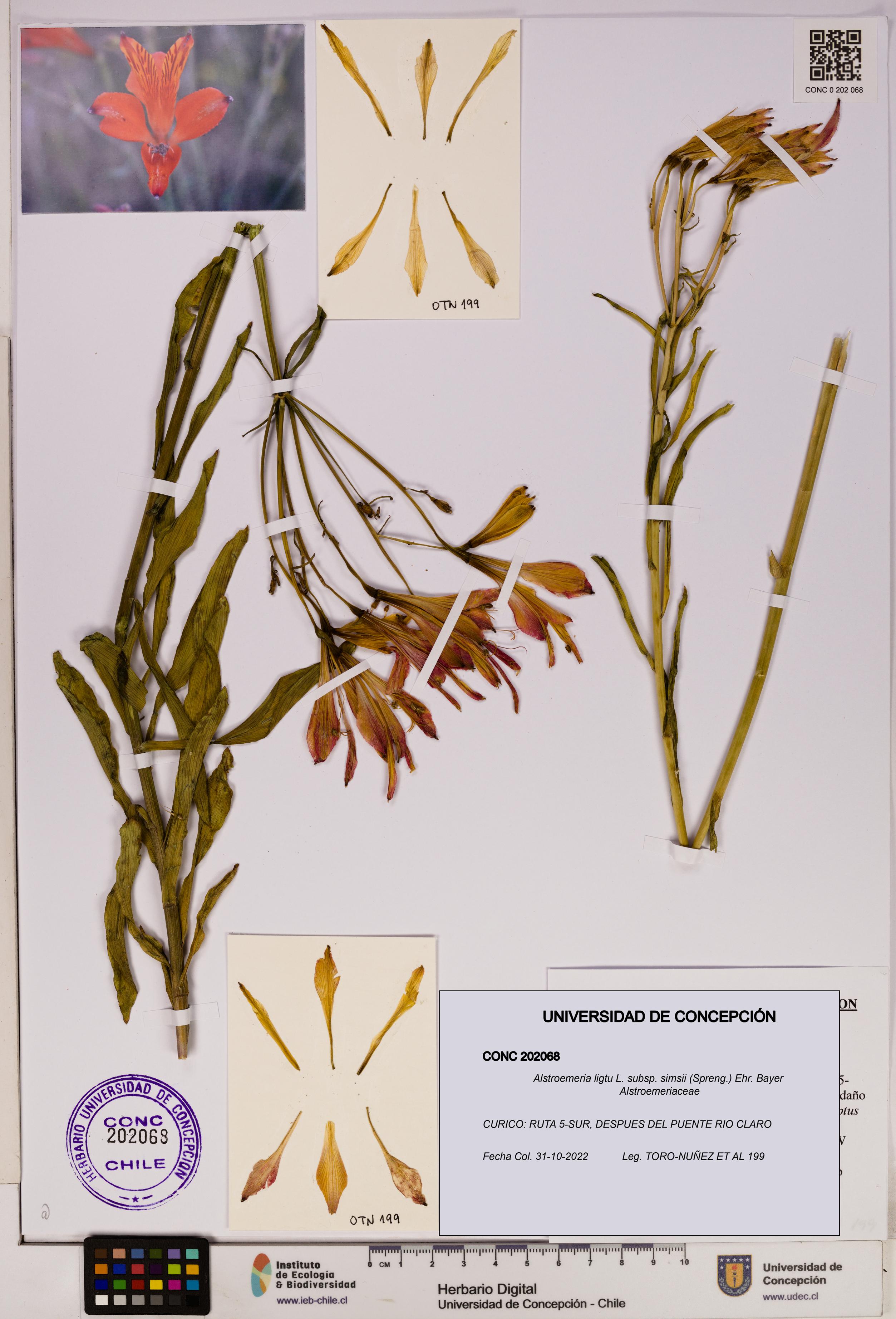Alstroemeria ligtu subsp. simsii [Espécimen: UDEC:CONC:0202068]