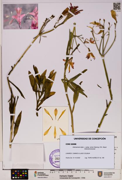 Alstroemeria ligtu subsp. simsii [Espécimen: UDEC:CONC:0202069]