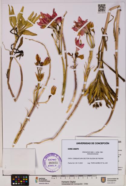 Alstroemeria ligtu subsp. ligtu [Espécimen: UDEC:CONC:0202070]