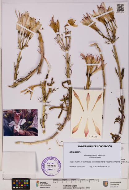 Alstroemeria ligtu subsp. ligtu [Espécimen: UDEC:CONC:0202071]