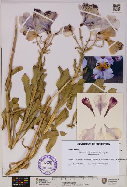 Alstroemeria magnifica [Espécimen: UDEC:CONC:0202072]
