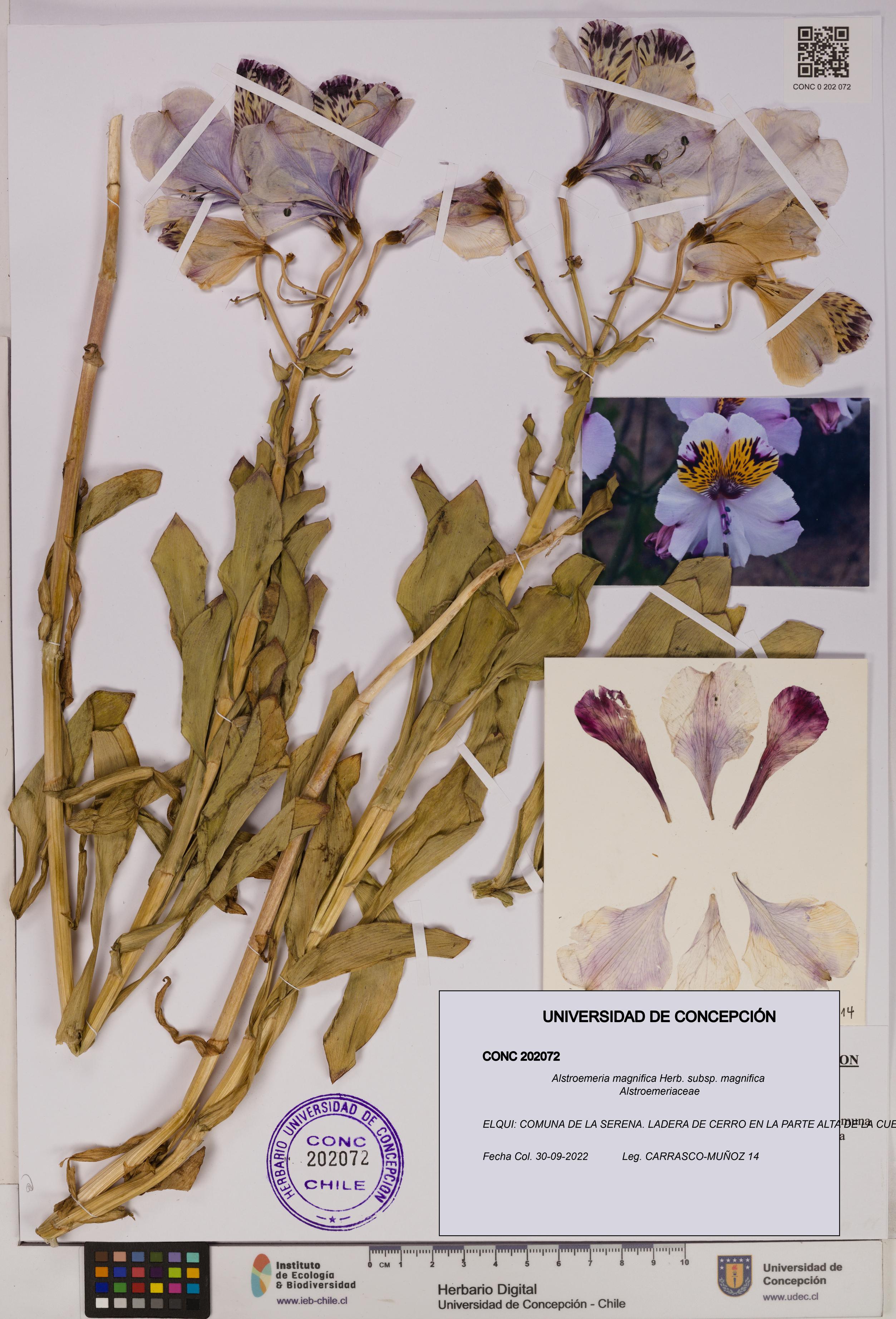 Alstroemeria magnifica [Espécimen: UDEC:CONC:0202072]