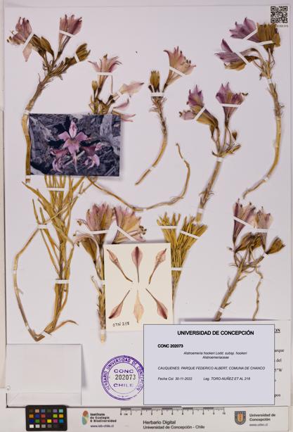Alstroemeria hookeri [Espécimen: UDEC:CONC:0202073]