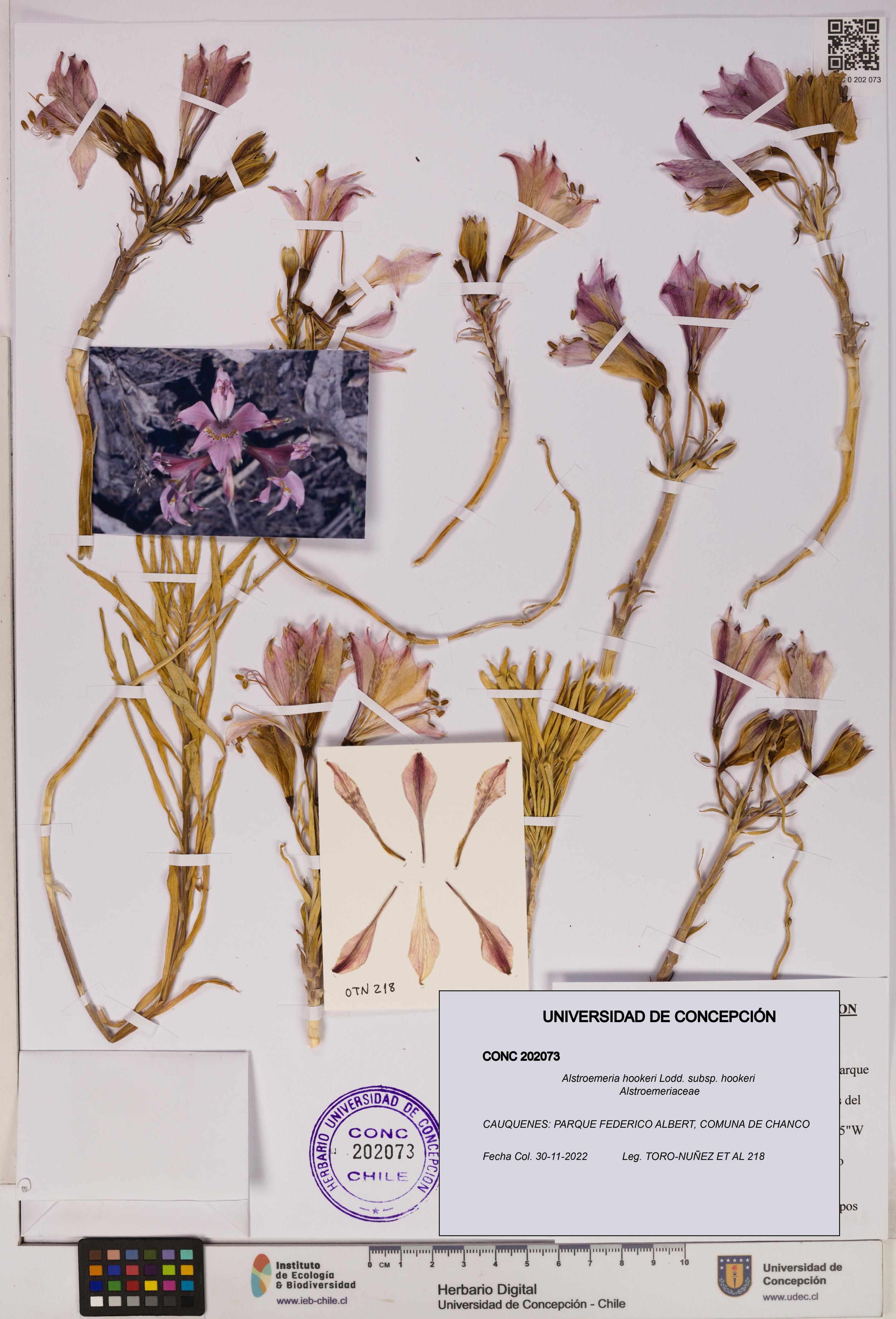 Alstroemeria hookeri [Espécimen: UDEC:CONC:0202073]