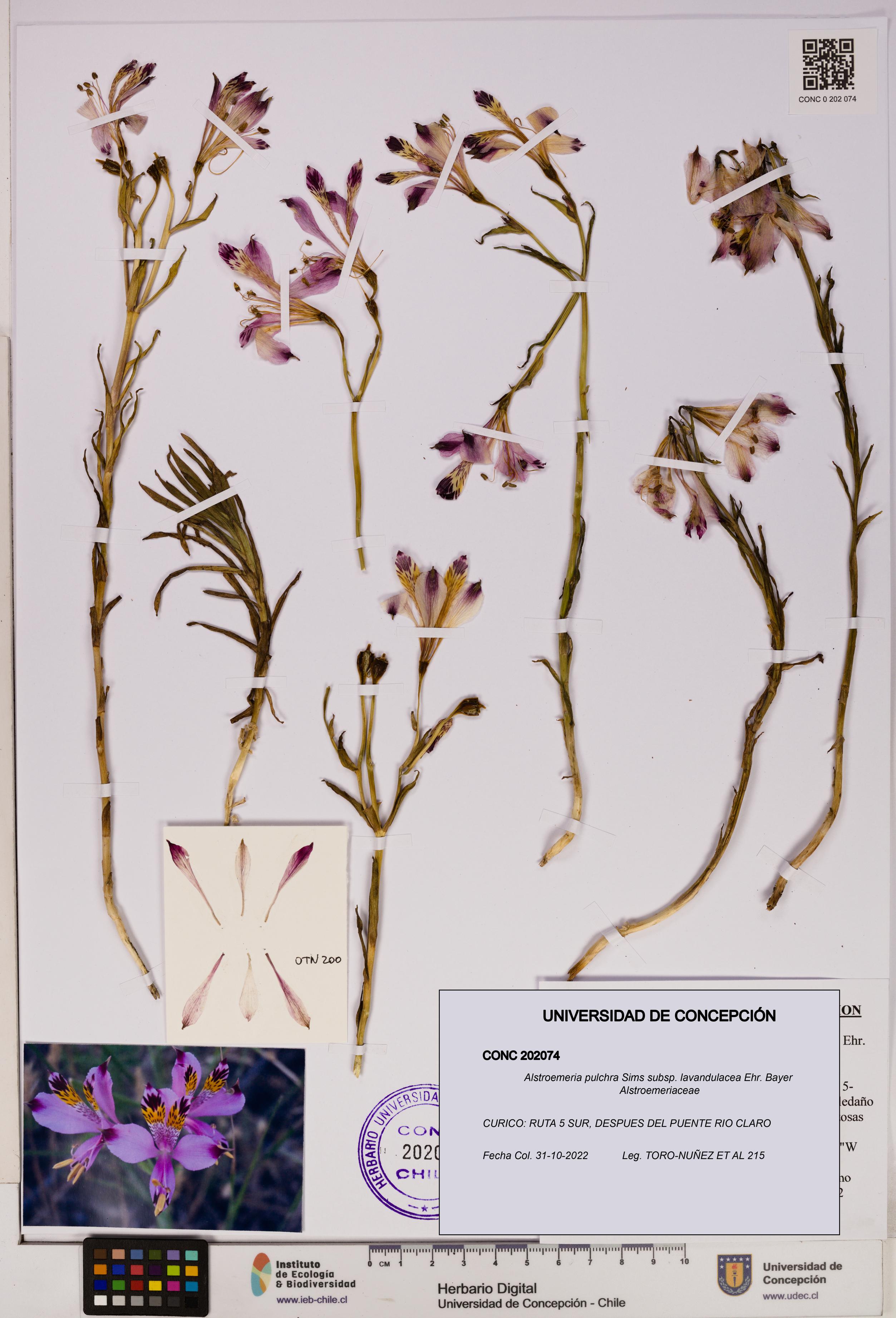 Alstroemeria pulchra subsp. lavandulacea [Espécimen: UDEC:CONC:0202074]