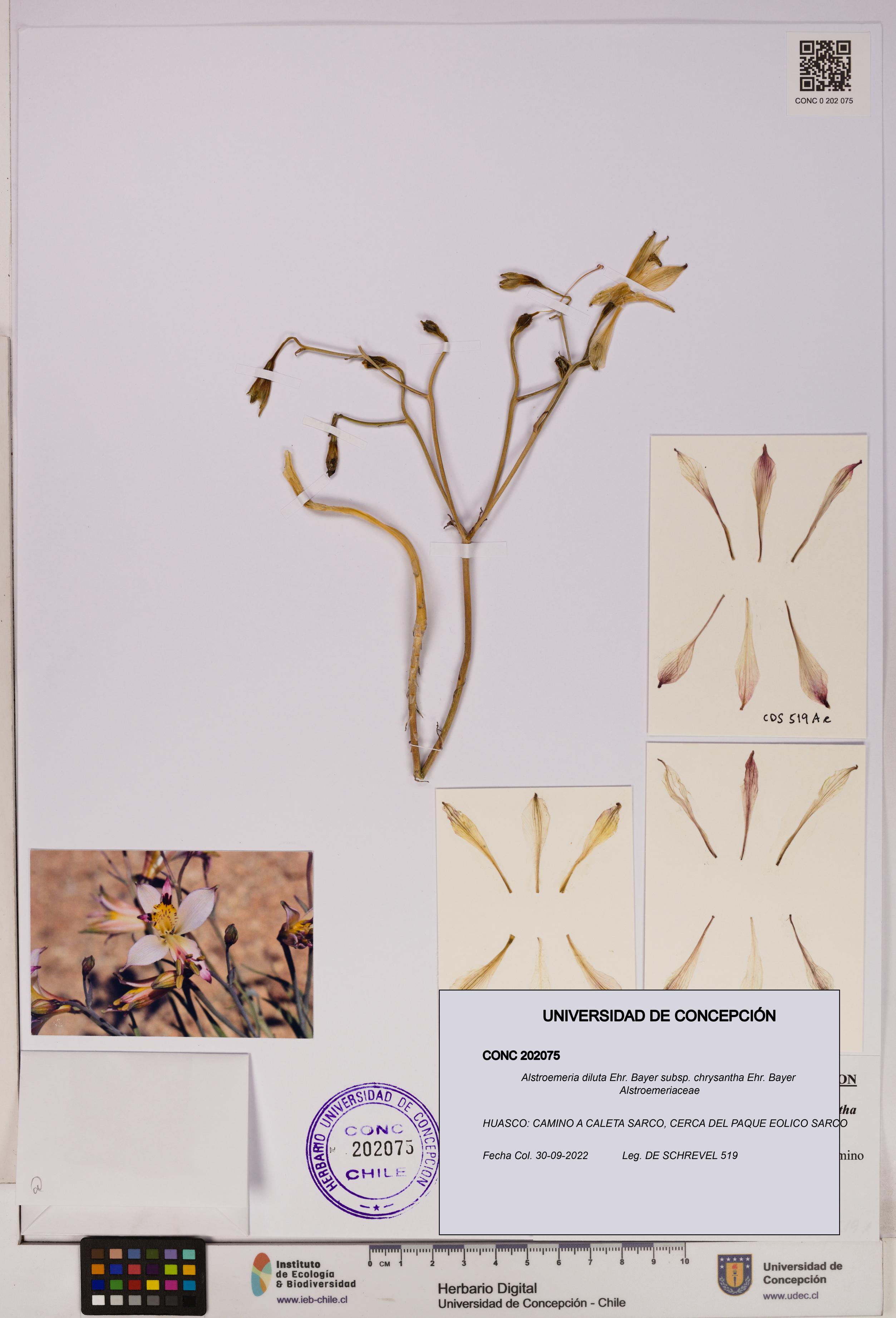 Alstroemeria diluta subsp. chrysantha [Espécimen: UDEC:CONC:0202075]