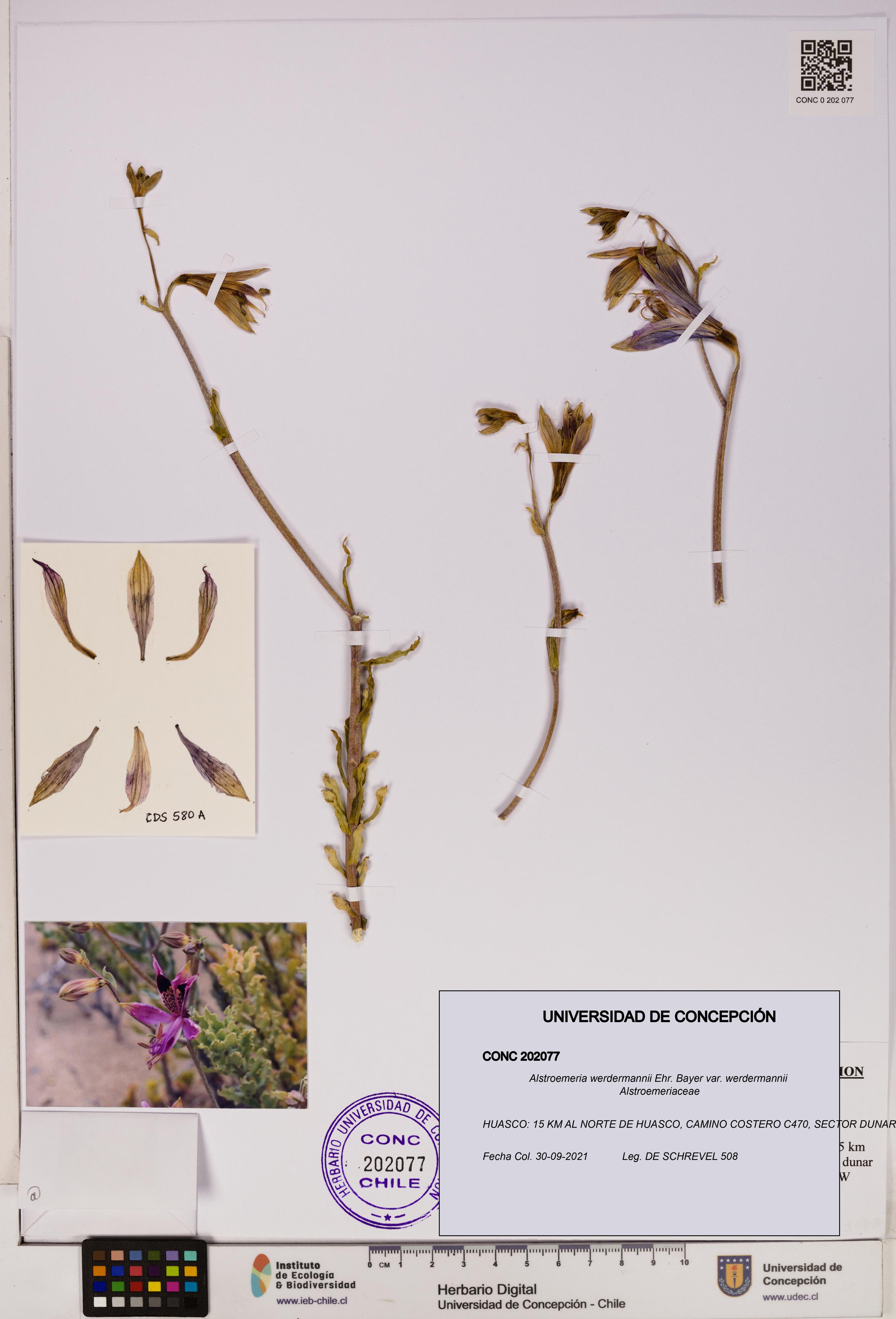 Alstroemeria werdermannii var. werdermannii [Espécimen: UDEC:CONC:0202077]