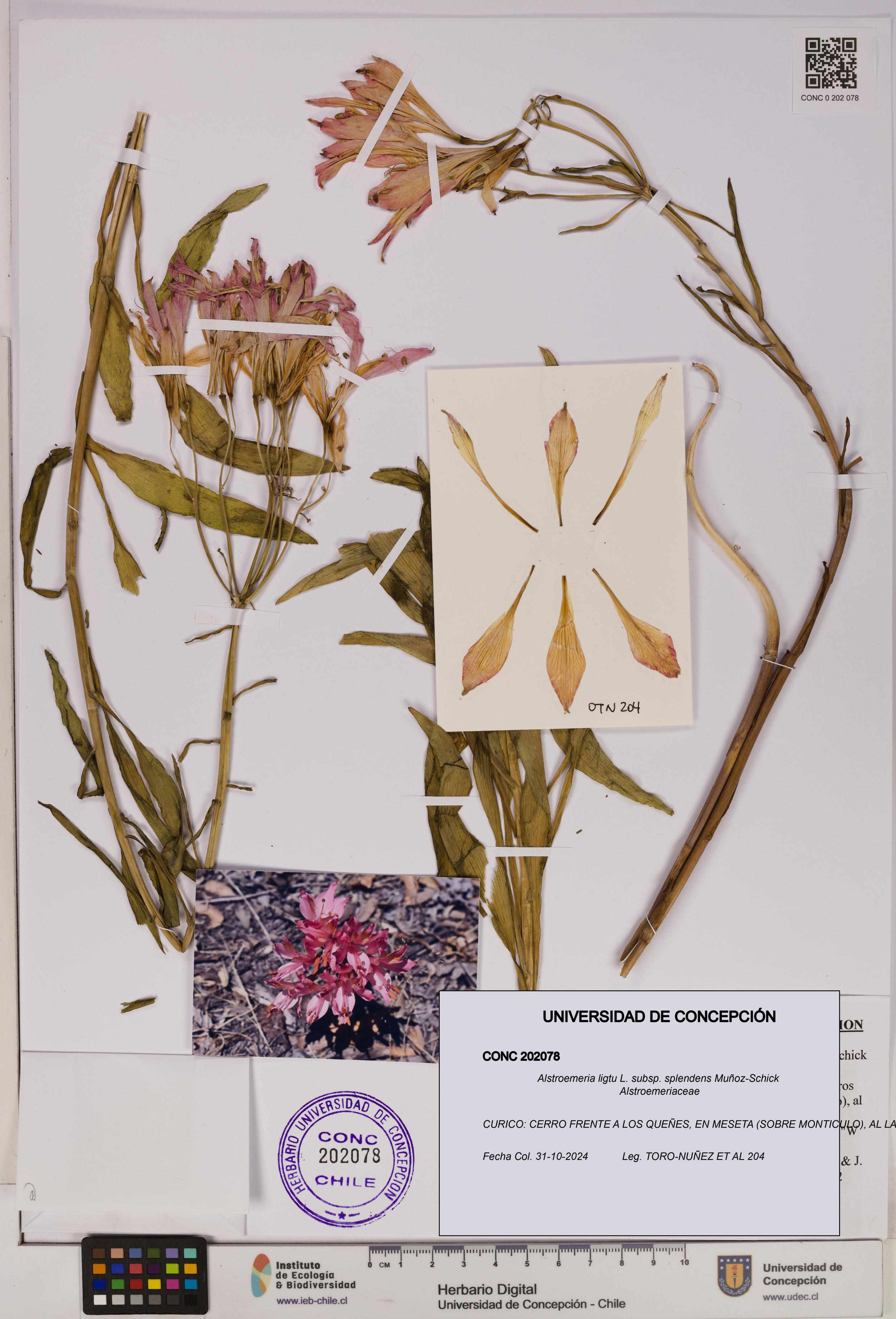 Alstroemeria ligtu subsp. splendens [Espécimen: UDEC:CONC:0202078]