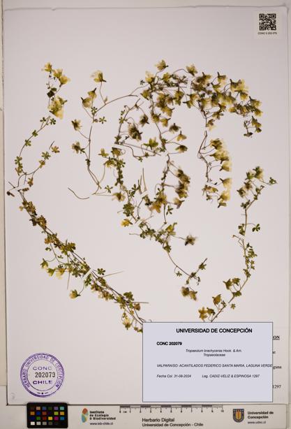 Tropaeolum brachyceras [Espécimen: ]