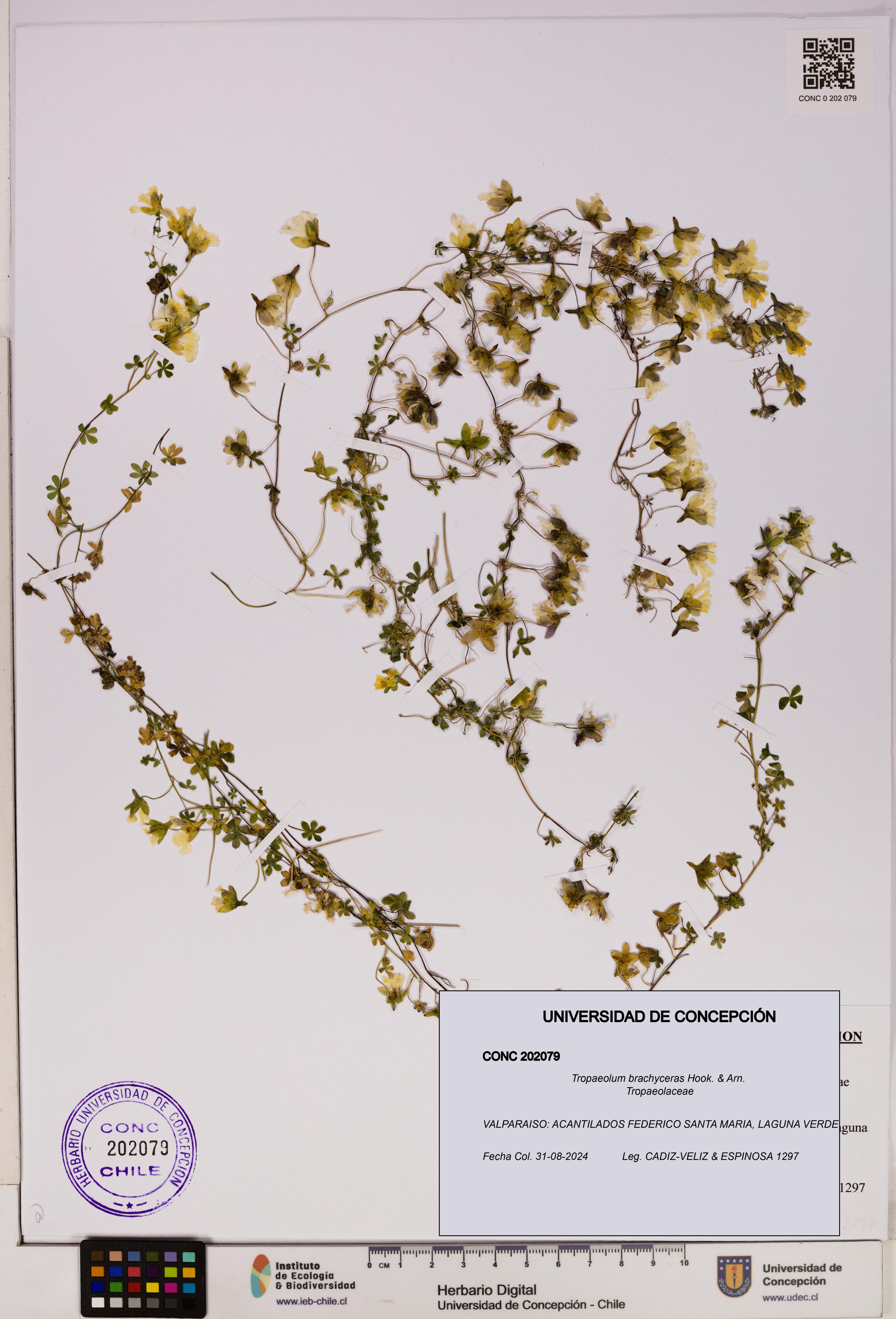 Tropaeolum brachyceras [Espécimen: UDEC:CONC:0202079]