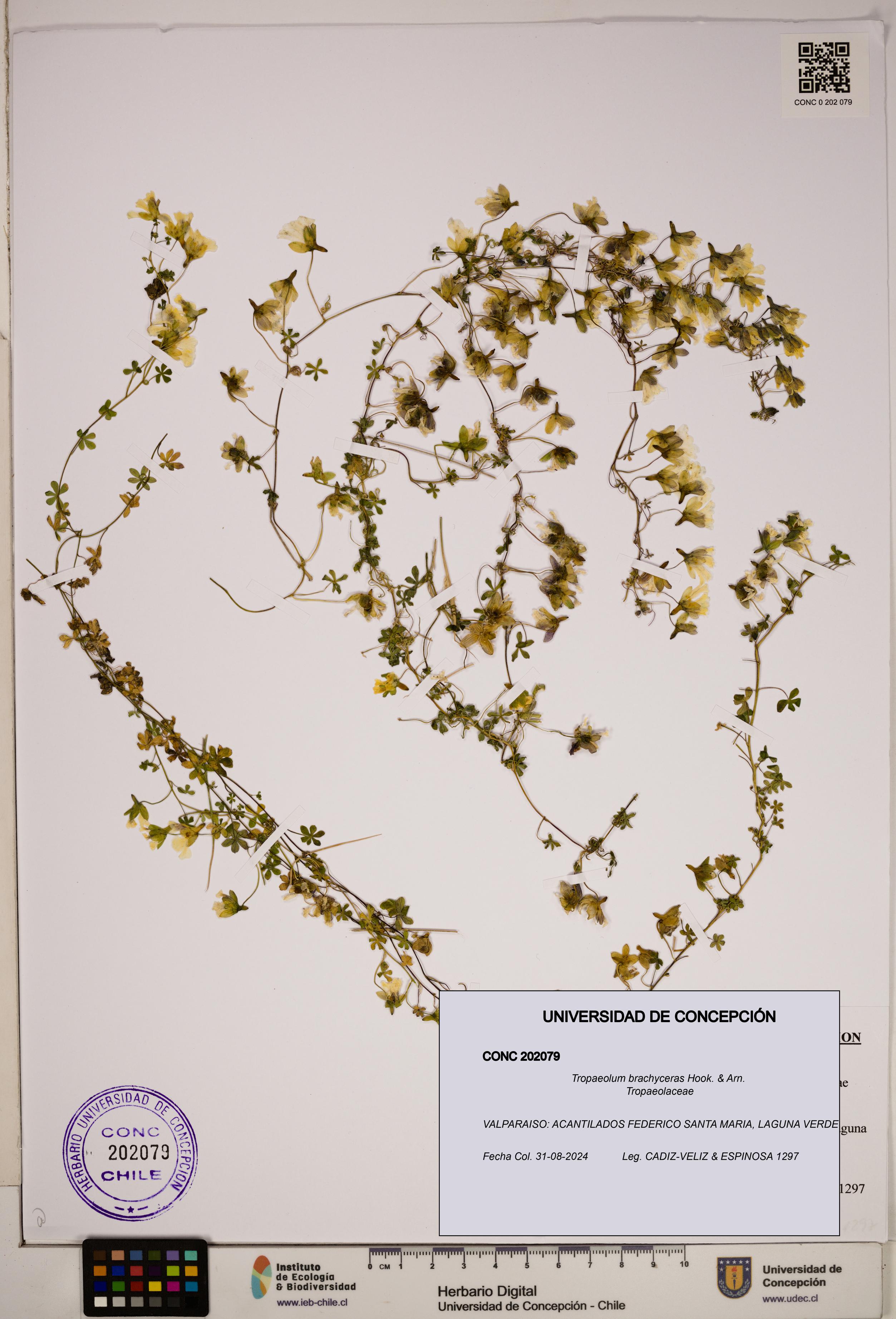 Tropaeolum brachyceras [Espécimen: ]