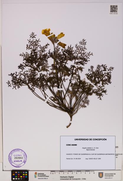 Argylia radiata [Espécimen: UDEC:CONC:0202080]