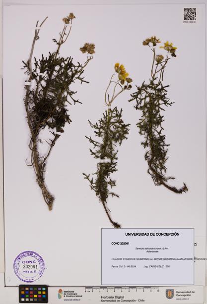 Senecio bahioides [Espécimen: UDEC:CONC:0202081]