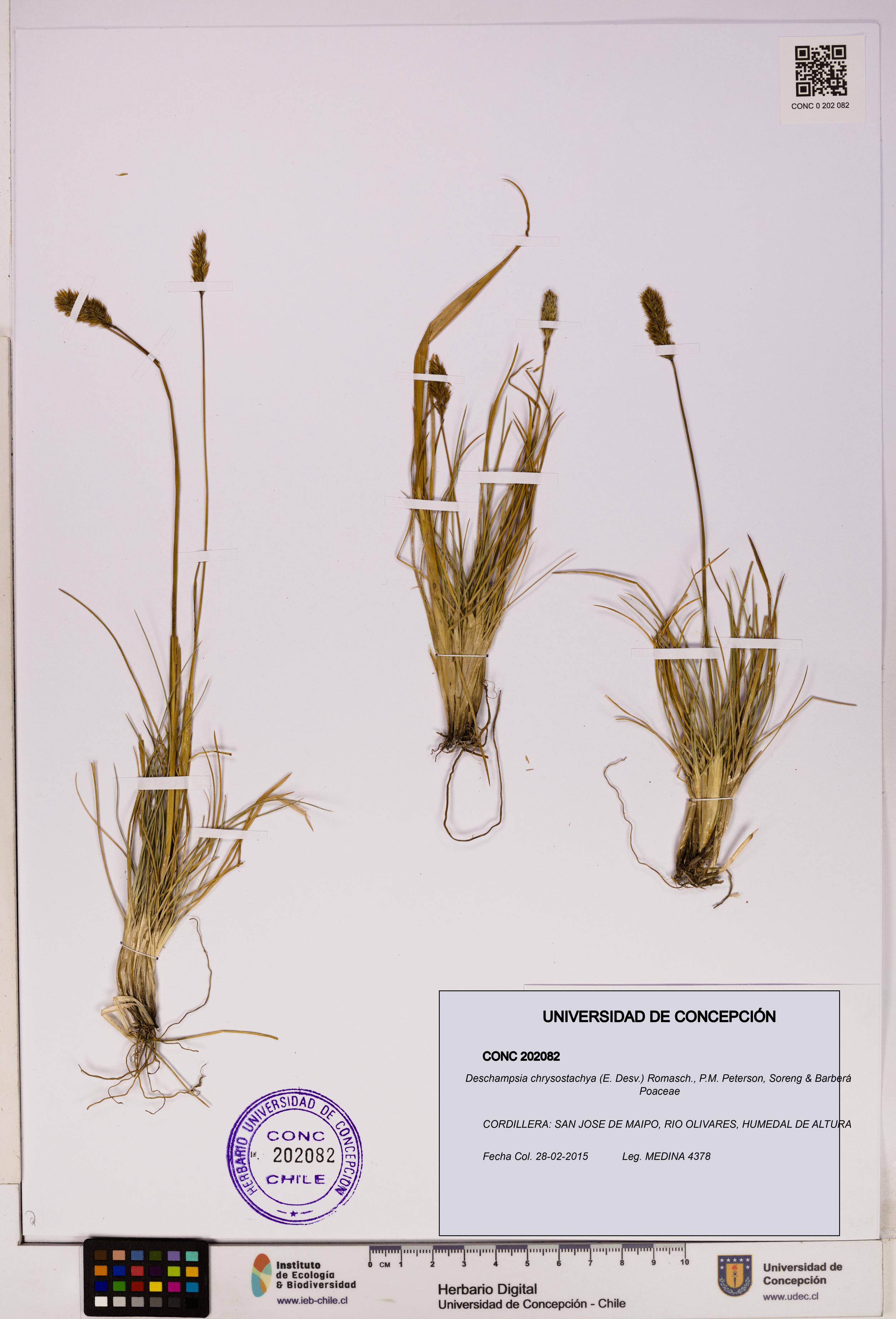 Deschampsia chrysostachya [Espécimen: UDEC:CONC:0202082]