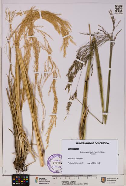 Deschampsia kingii [Espécimen: UDEC:CONC:0202084]