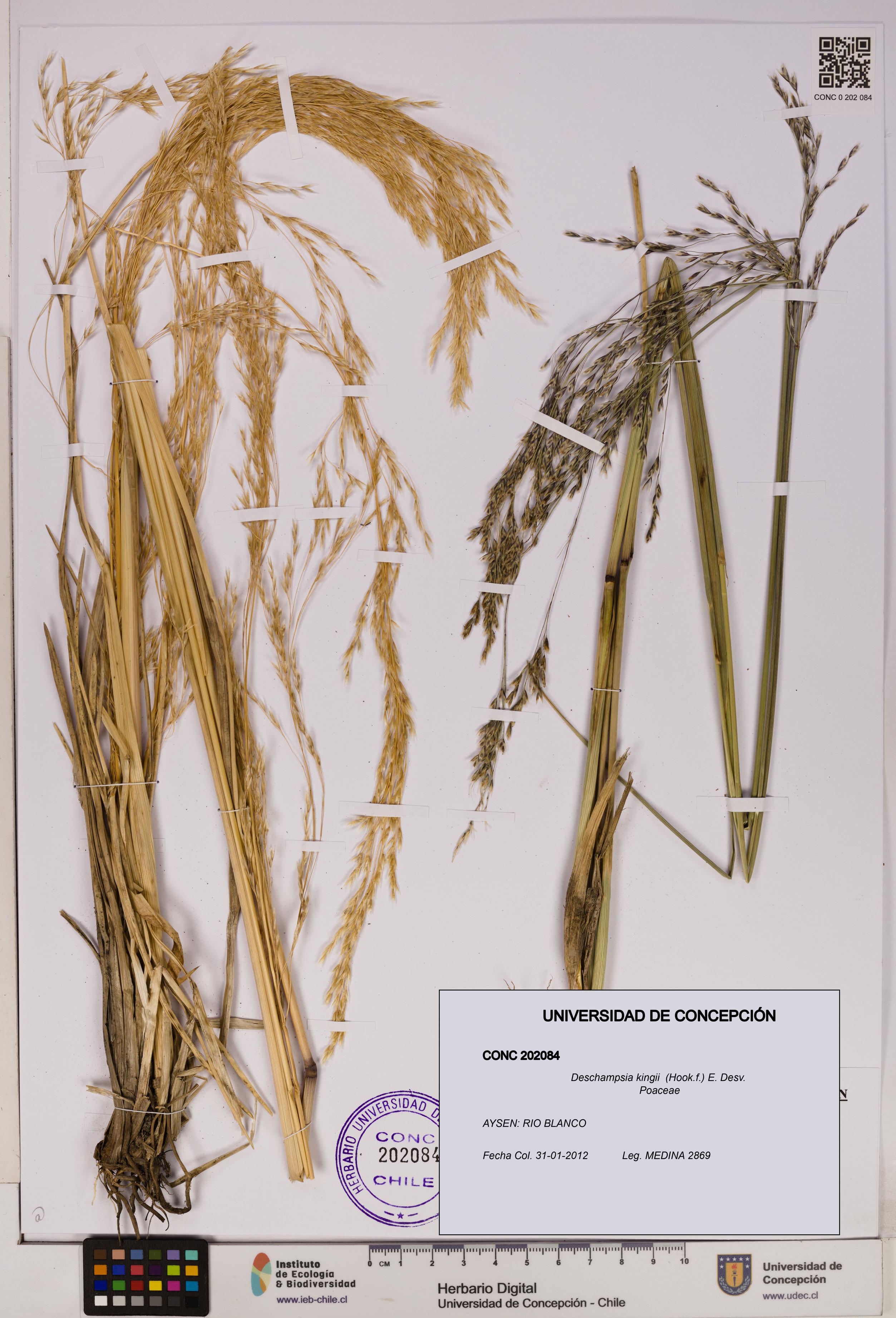 Deschampsia kingii [Espécimen: UDEC:CONC:0202084]