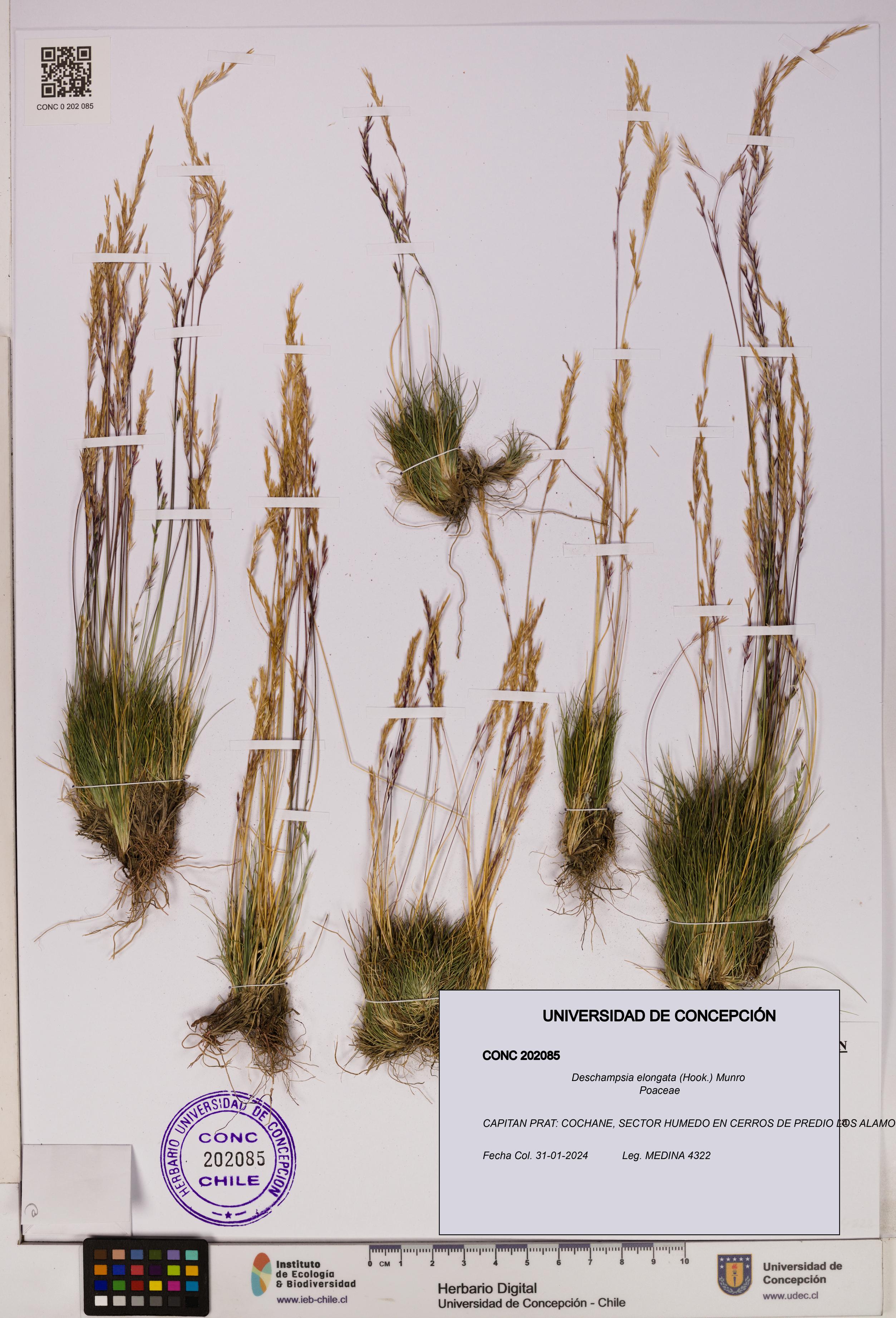Deschampsia elongata [Espécimen: UDEC:CONC:0202085]
