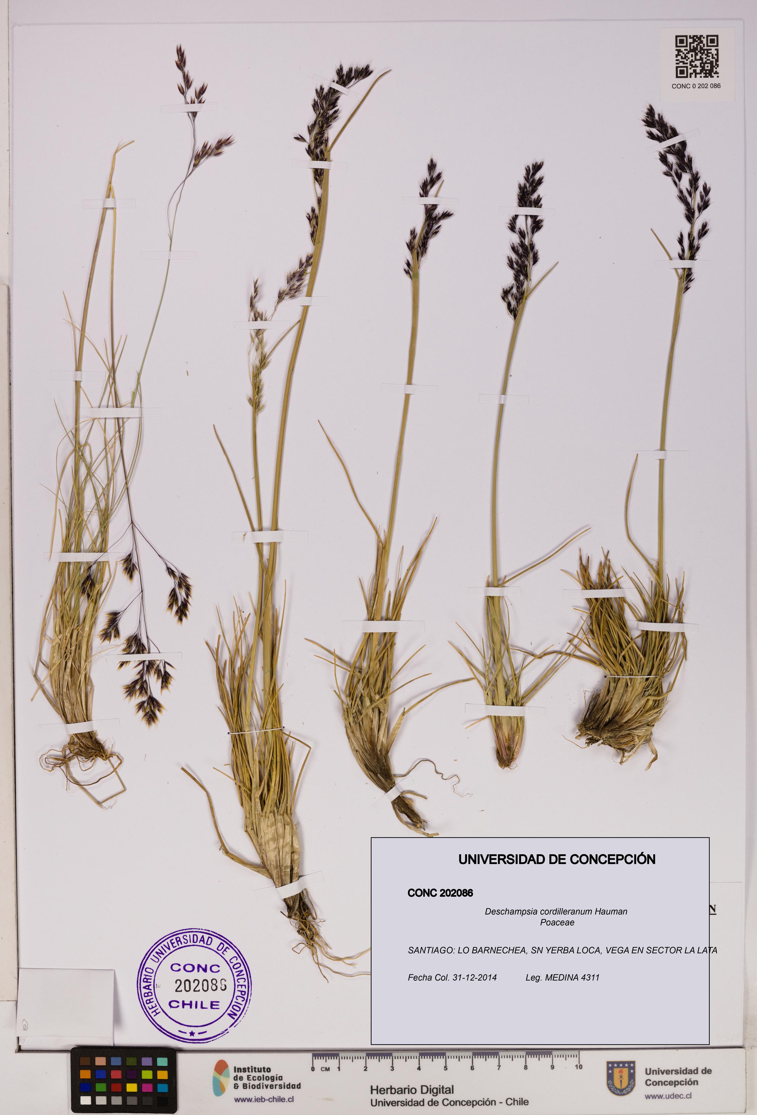 Deschampsia cordilleranum [Espécimen: UDEC:CONC:0202086]