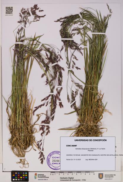 Vahlodea atropurpurea [Espécimen: UDEC:CONC:0202087]