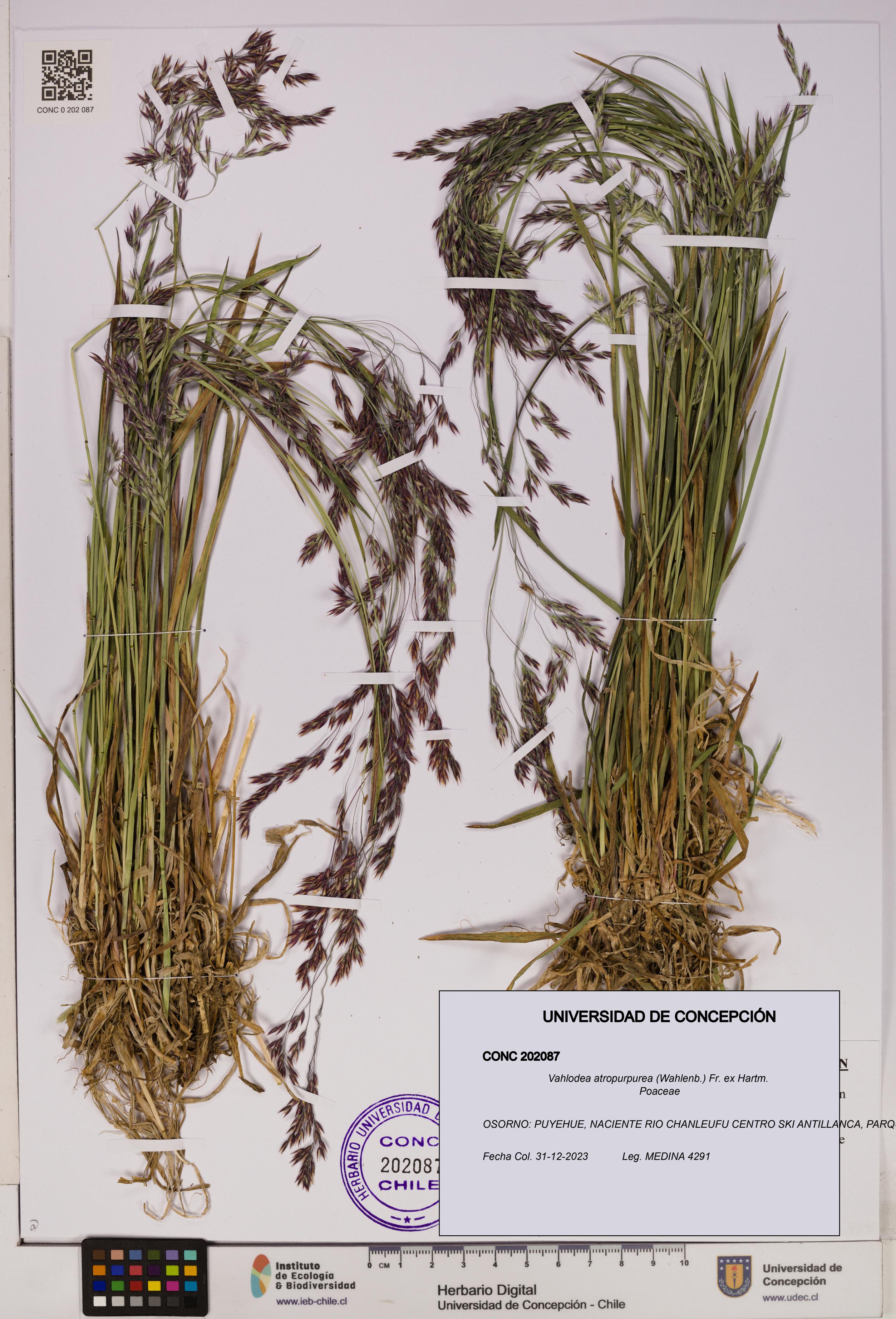 Vahlodea atropurpurea [Espécimen: UDEC:CONC:0202087]