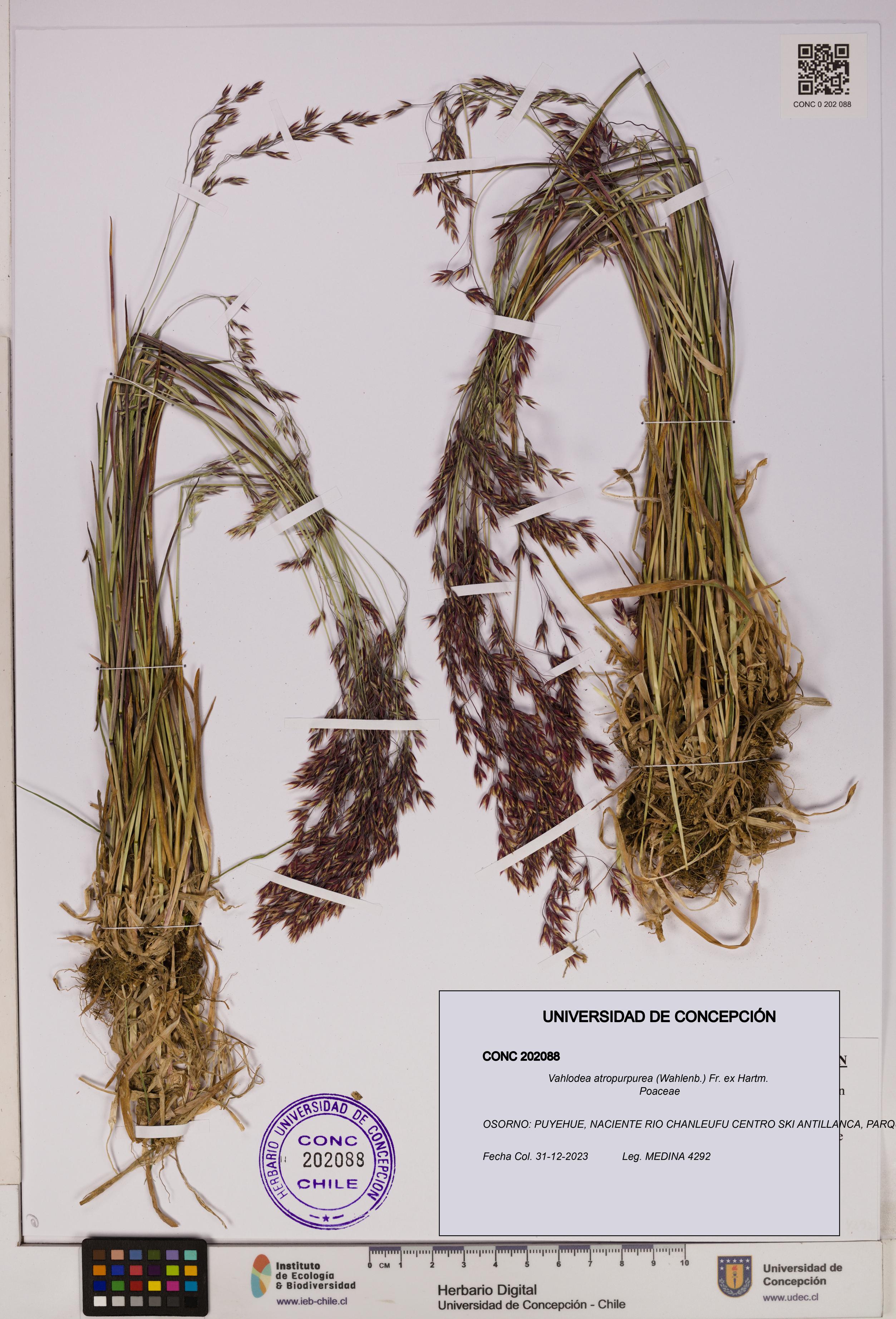 Vahlodea atropurpurea [Espécimen: UDEC:CONC:0202088]