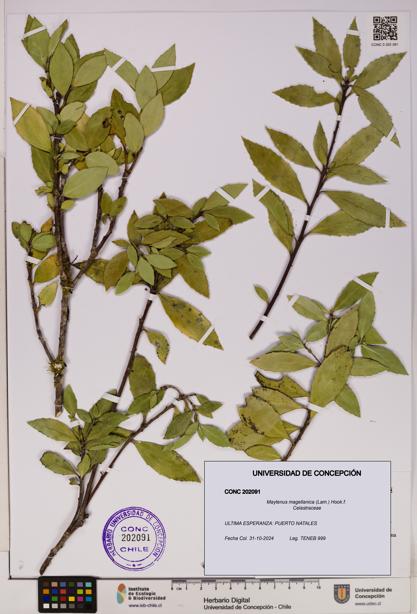 Maytenus magellanica [Espécimen: UDEC:CONC:0202091]