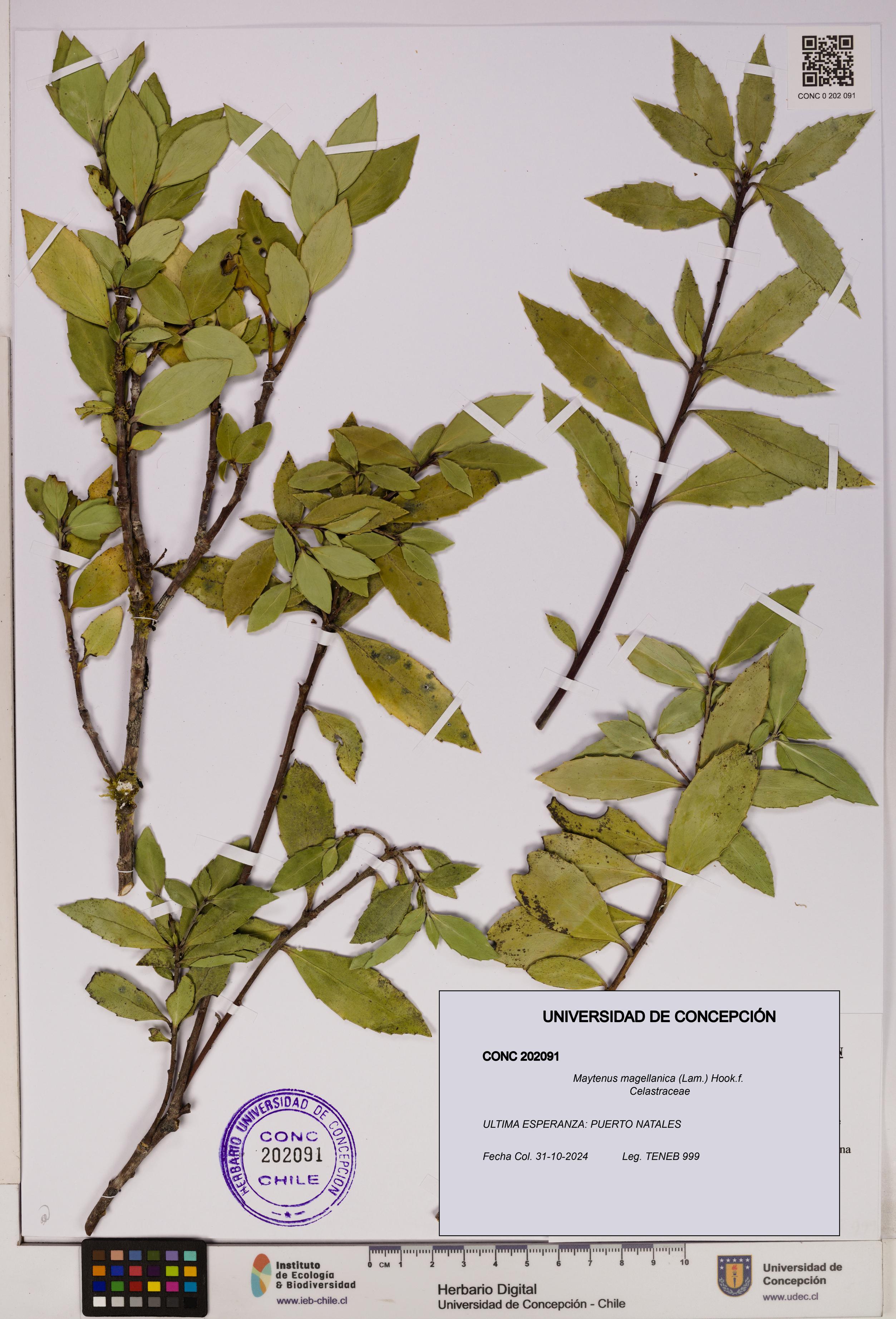 Maytenus magellanica [Espécimen: UDEC:CONC:0202091]