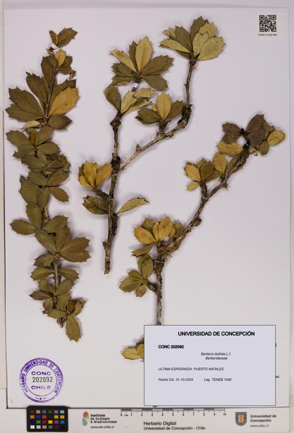 Berberis ilicifolia [Espécimen: UDEC:CONC:0202092]