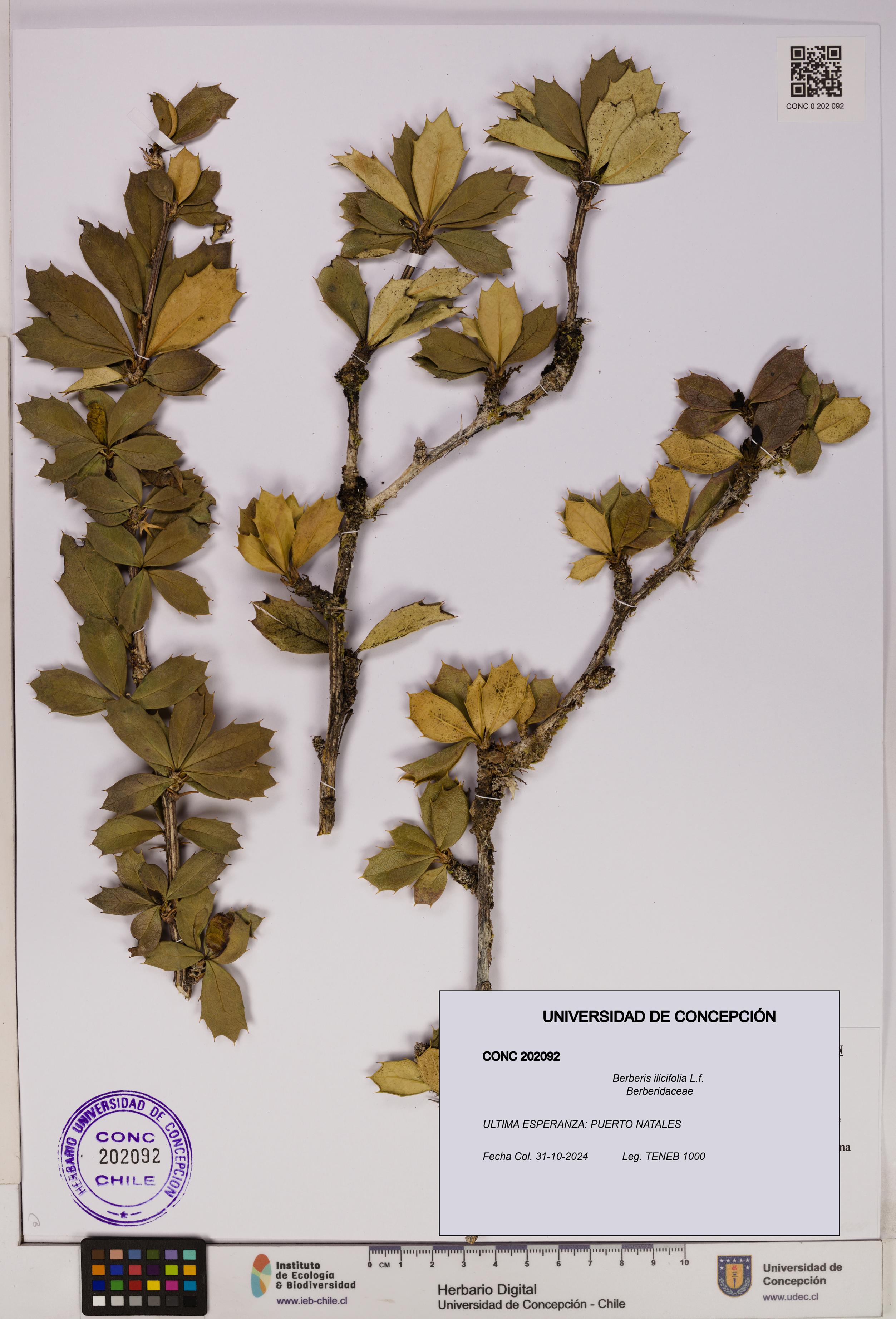 Berberis ilicifolia [Espécimen: UDEC:CONC:0202092]