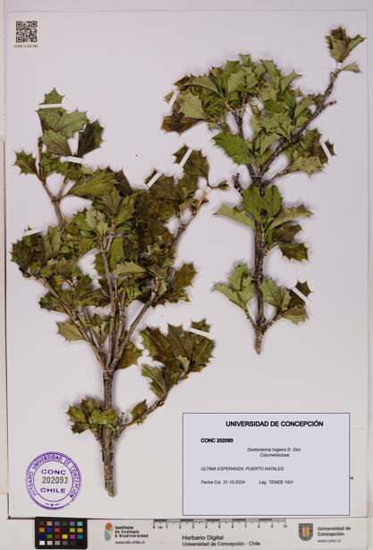 Desfontainia fulgens [Espécimen: ]