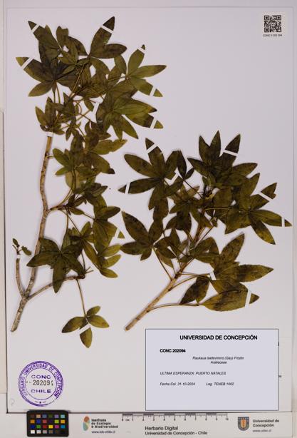 Raukaua laetevirens [Espécimen: UDEC:CONC:0202094]