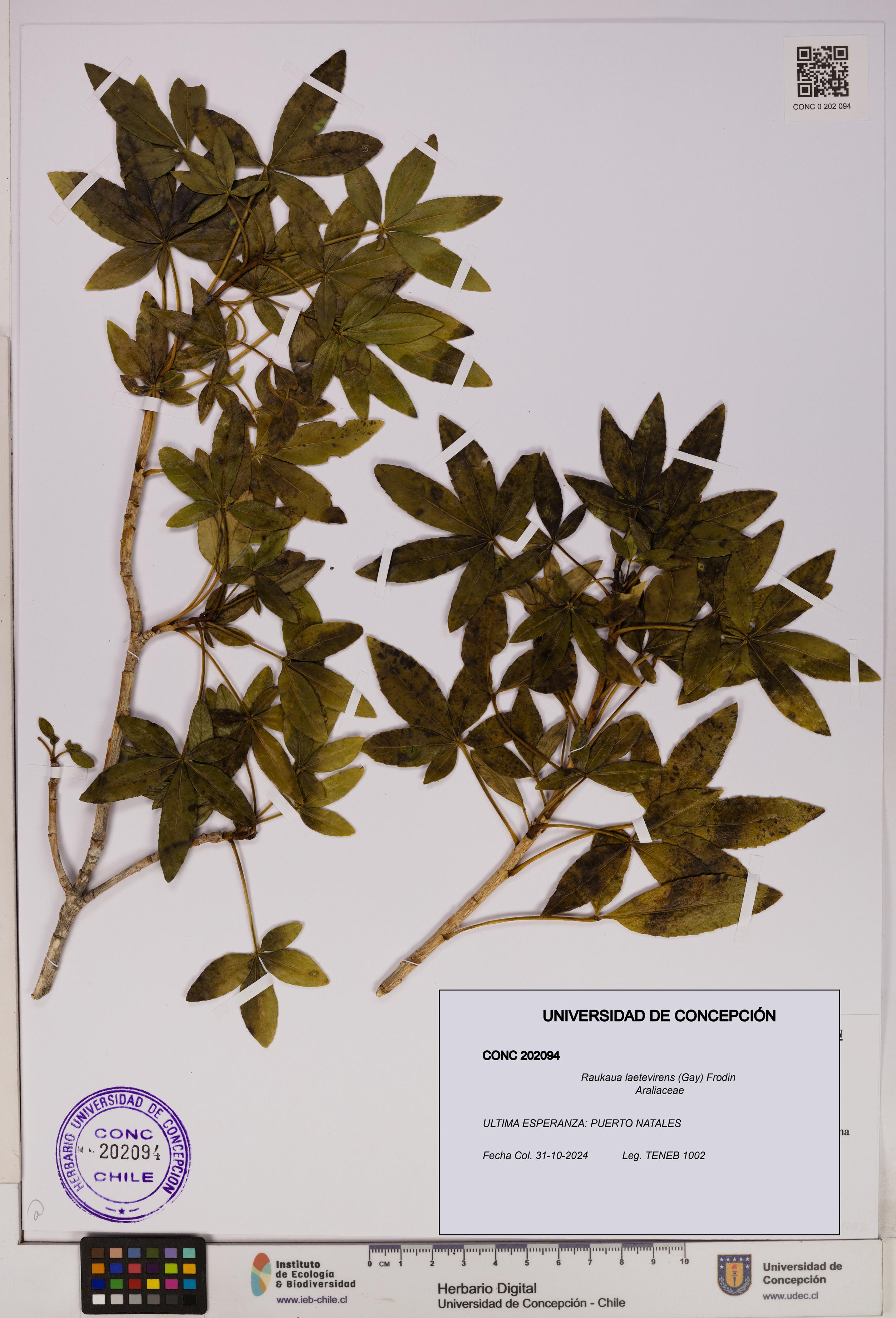 Raukaua laetevirens [Espécimen: UDEC:CONC:0202094]