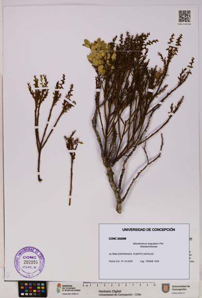 Misodendrum angulatum [Espécimen: UDEC:CONC:0202095]