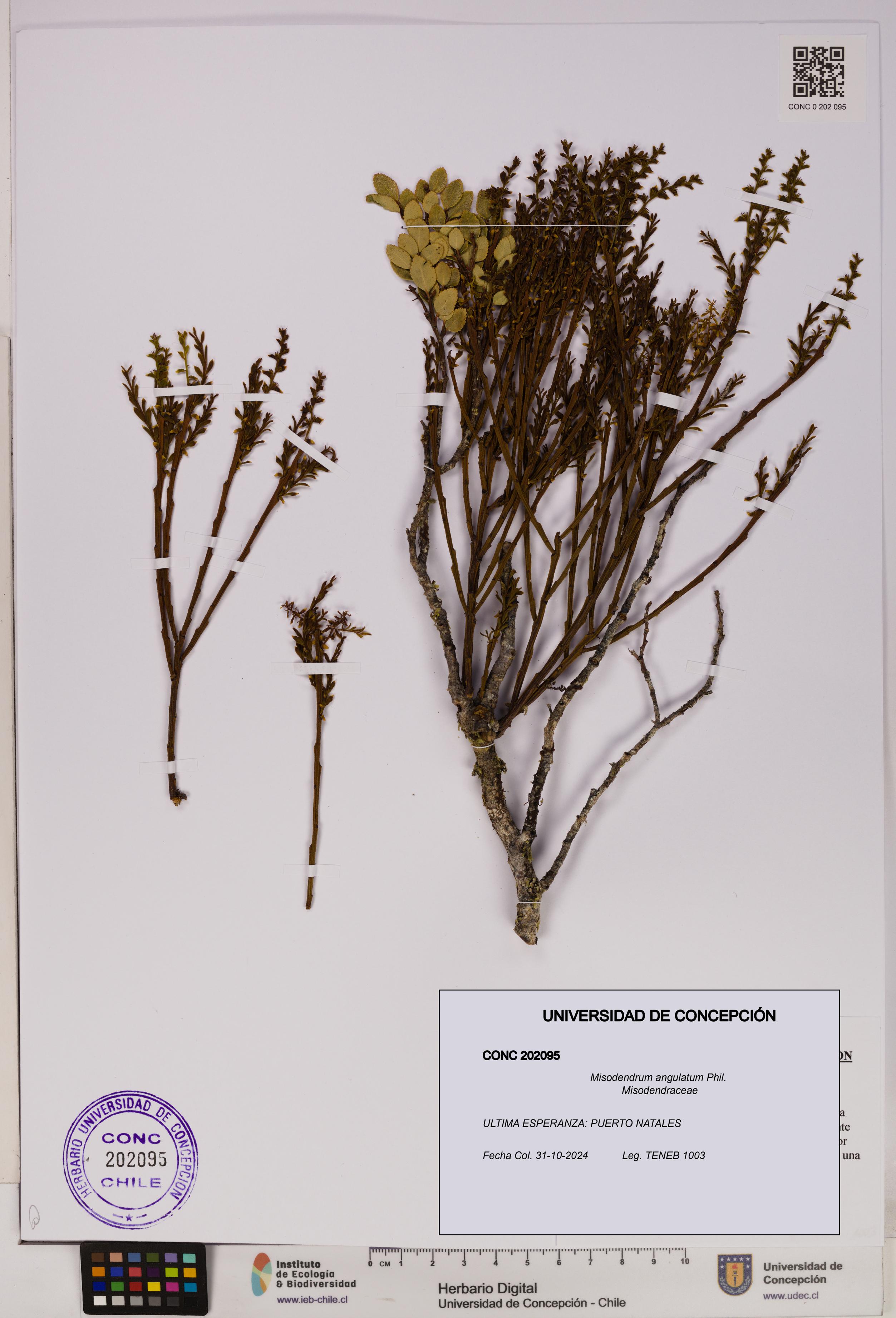Misodendrum angulatum [Espécimen: UDEC:CONC:0202095]