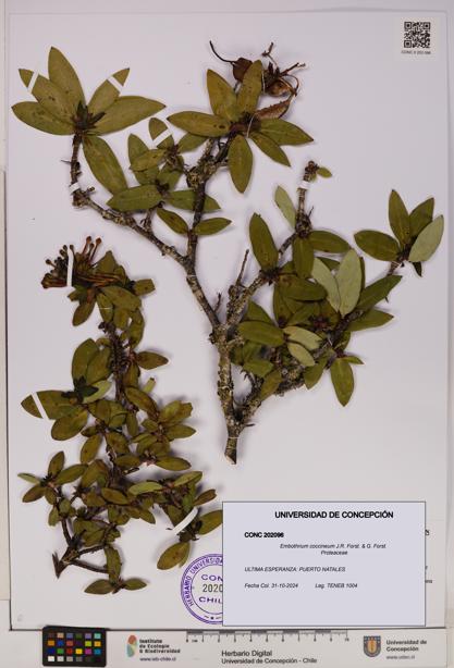 Embothrium coccineum [Espécimen: UDEC:CONC:0202096]