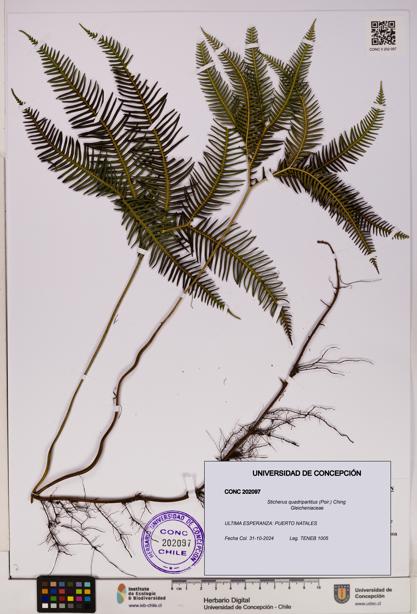 Sticherus quadripartitus [Espécimen: UDEC:CONC:0202097]