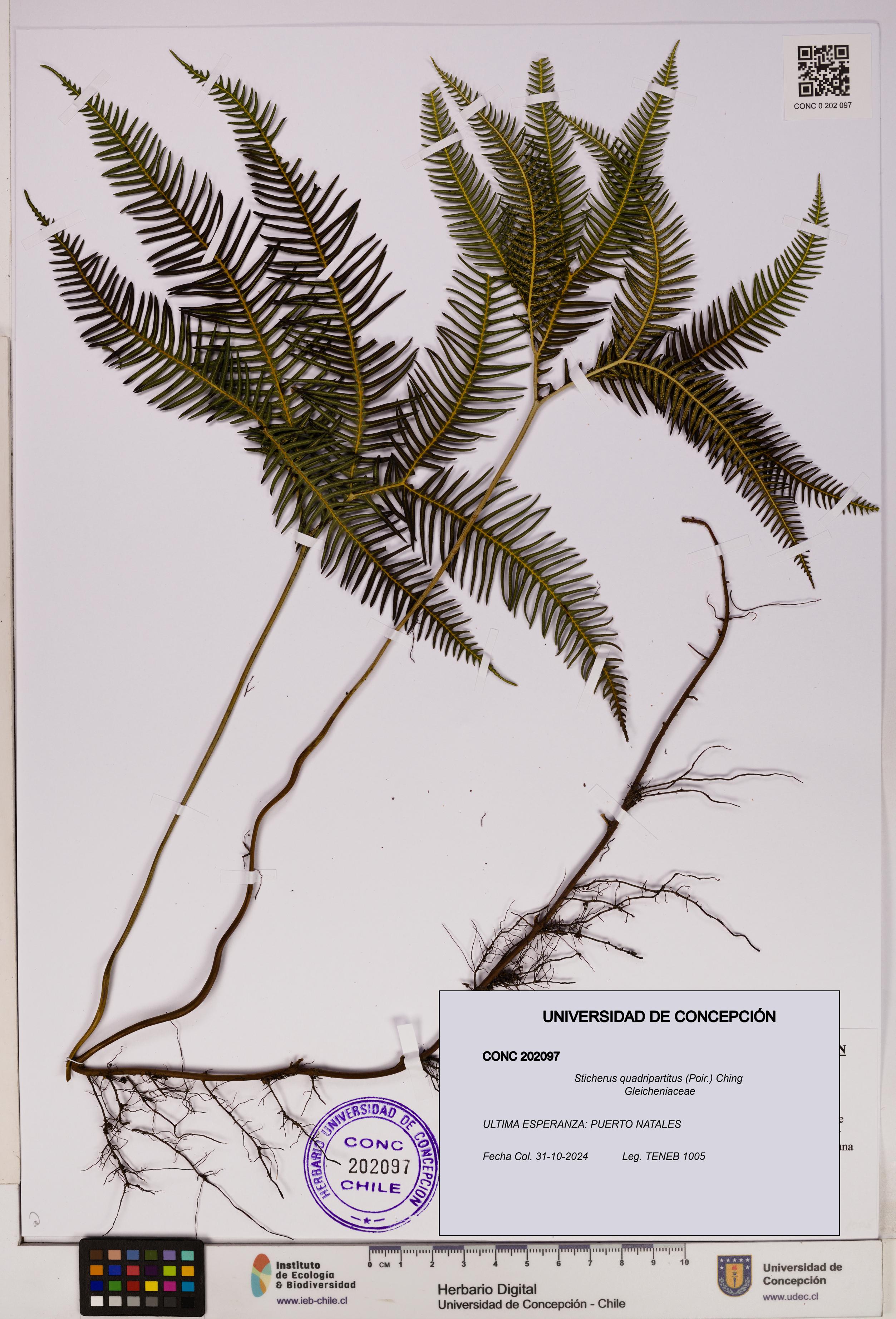 Sticherus quadripartitus [Espécimen: UDEC:CONC:0202097]