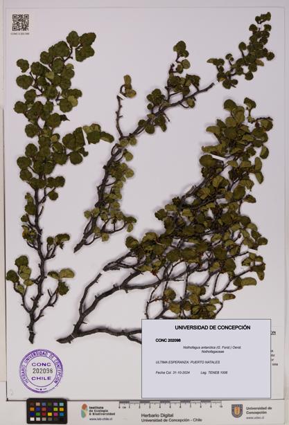 Nothofagus antarctica [Espécimen: UDEC:CONC:0202098]