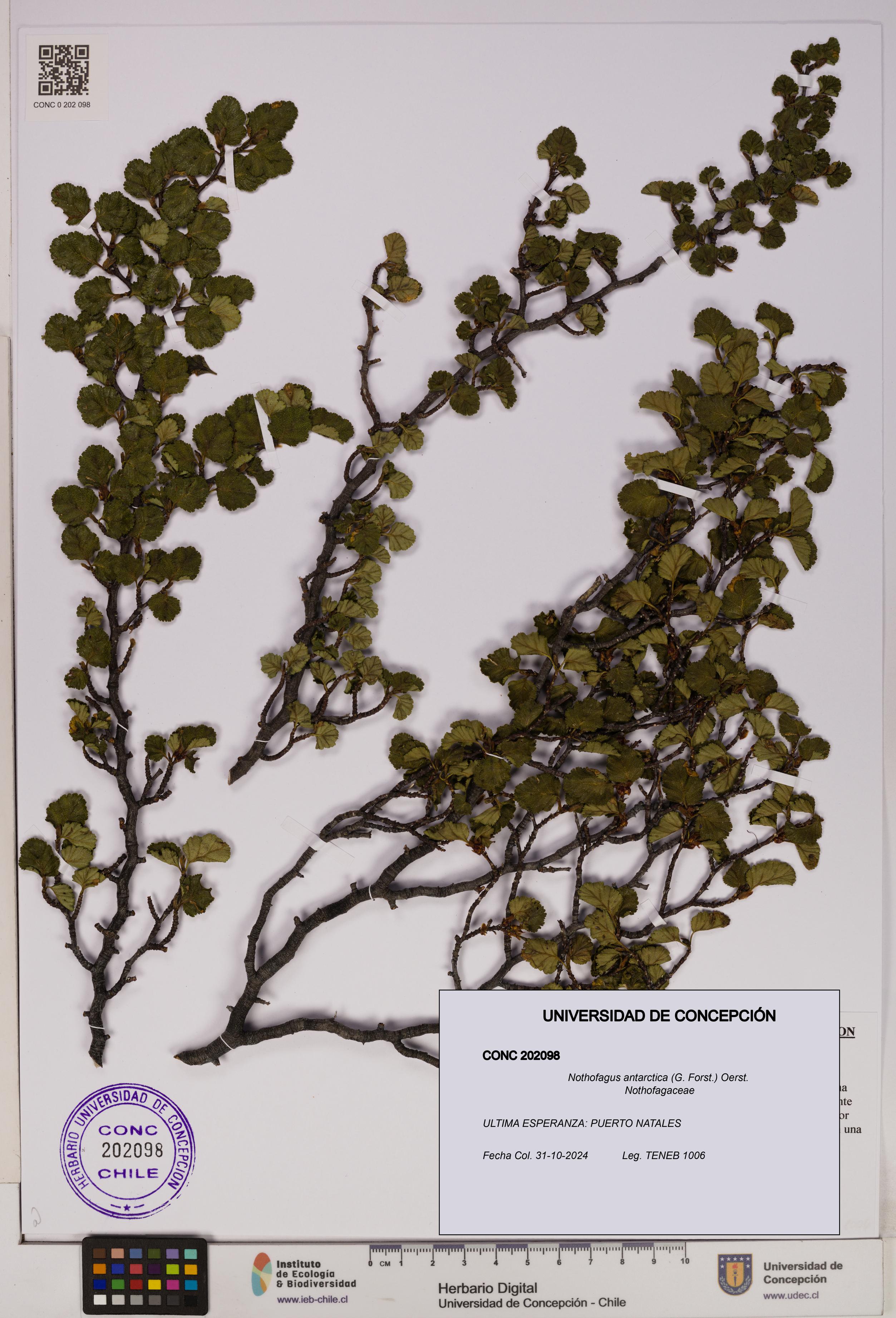 Nothofagus antarctica [Espécimen: UDEC:CONC:0202098]
