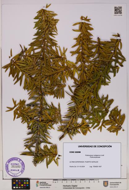 Podocarpus nubigenus [Espécimen: UDEC:CONC:0202099]