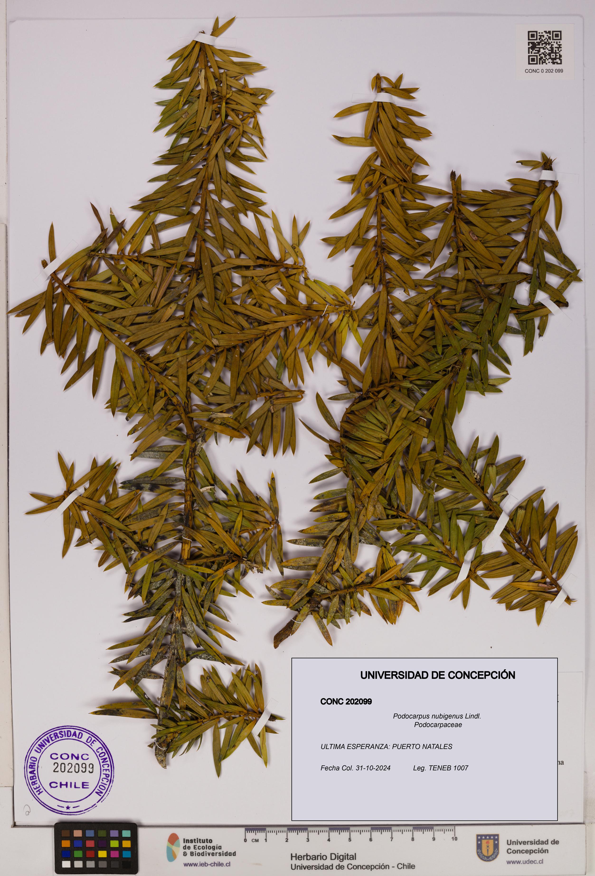 Podocarpus nubigenus [Espécimen: UDEC:CONC:0202099]