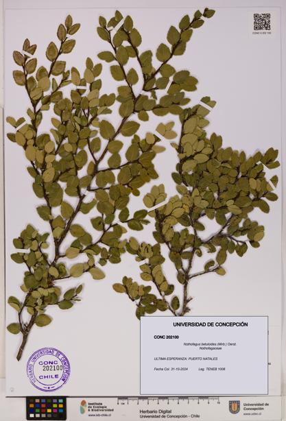 Nothofagus betuloides [Espécimen: UDEC:CONC:0202100]
