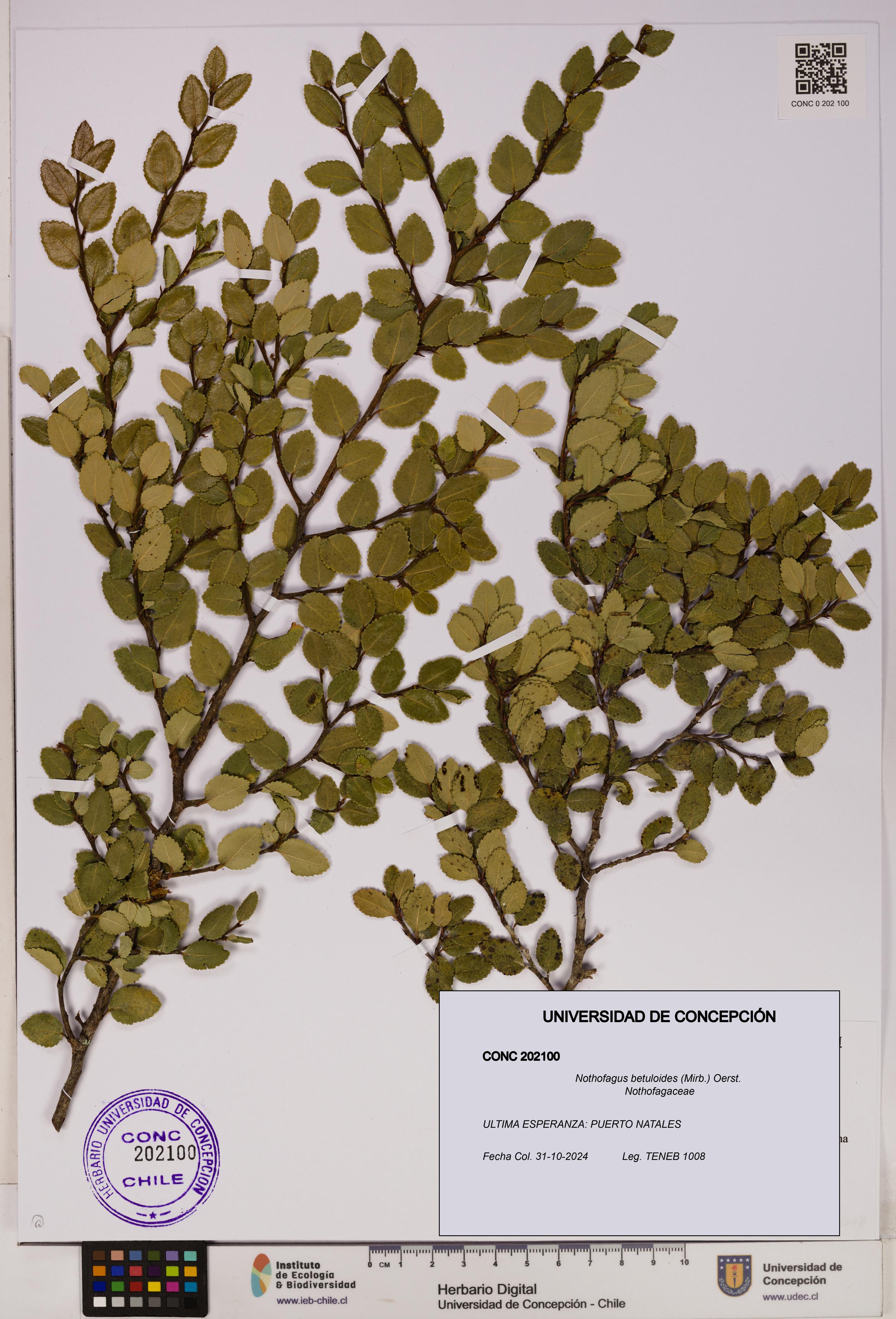 Nothofagus betuloides [Espécimen: UDEC:CONC:0202100]