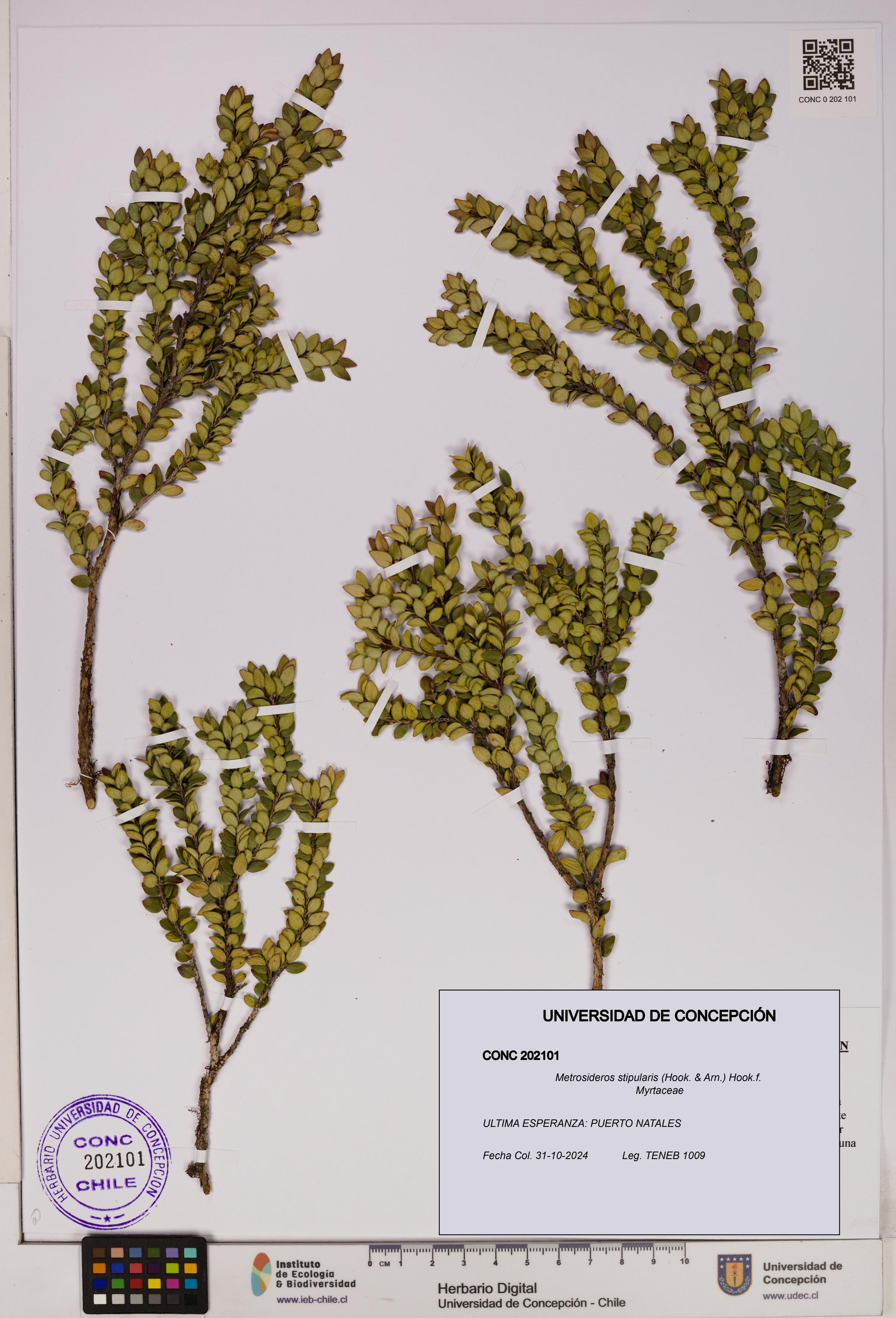 Metrosideros stipularis [Espécimen: UDEC:CONC:0202101]