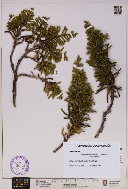 Pilgerodendron uviferum [Espécimen: UDEC:CONC:0202102]