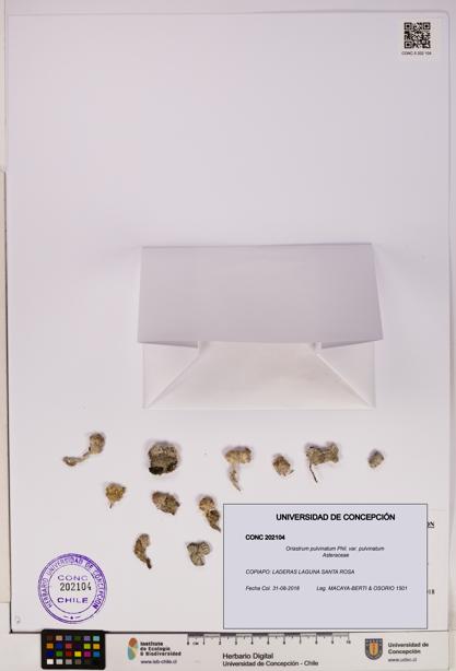 Oriastrum pulvinatum var. pulvinatum [Espécimen: UDEC:CONC:0202104]