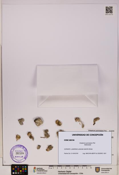 Oriastrum pulvinatum [Espécimen: UDEC:CONC:0202104]