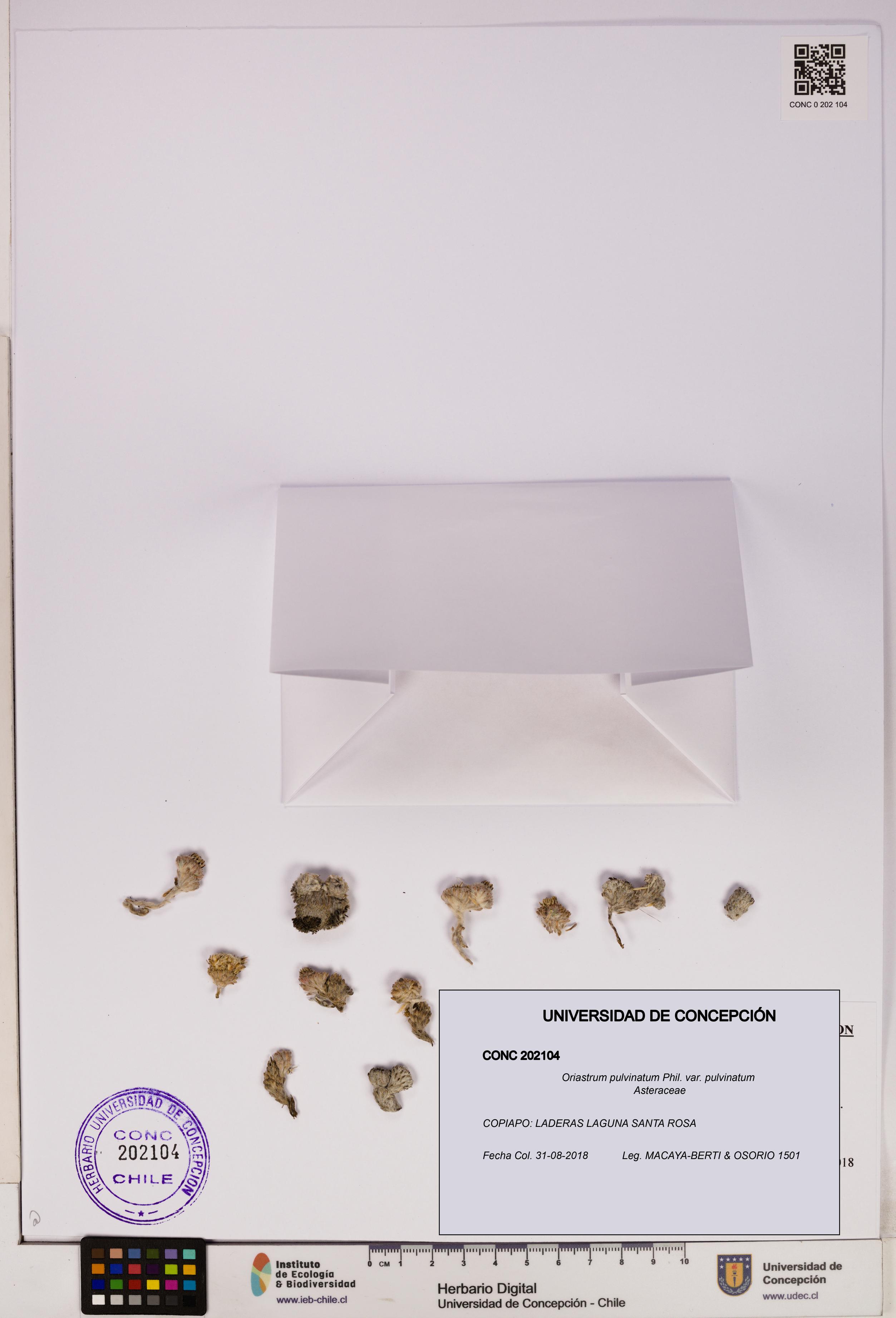 Oriastrum pulvinatum var. pulvinatum [Espécimen: UDEC:CONC:0202104]