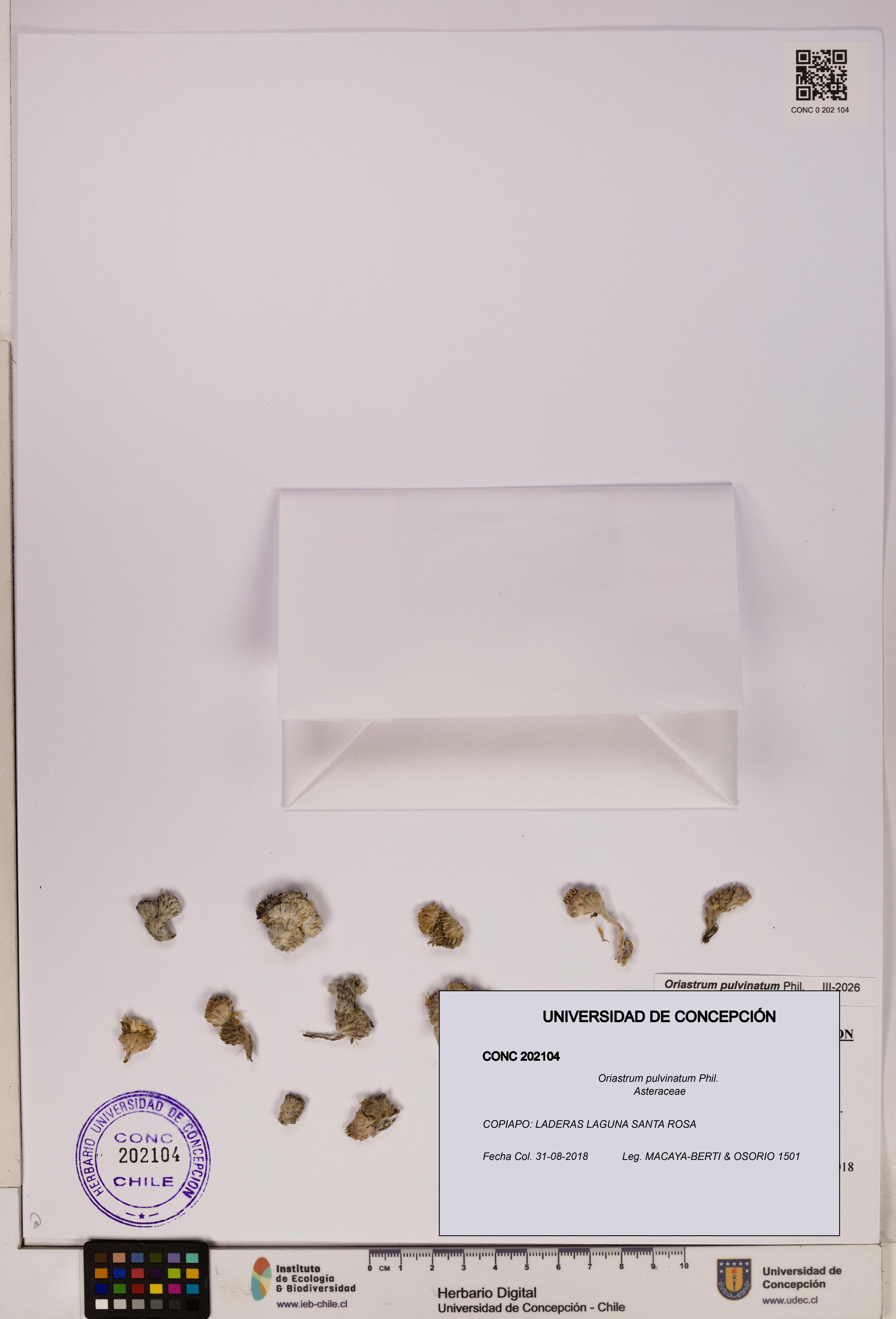 Oriastrum pulvinatum [Espécimen: UDEC:CONC:0202104]